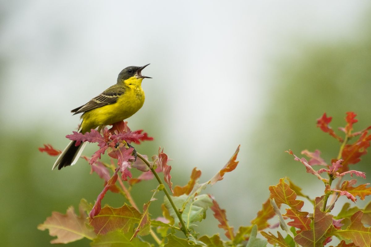 Bird singing