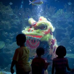 Children watch as divers perform an underwater Chinese lion dance on the first day of the Chinese Lunar New Year at Aquaria KLCC underwater park in Kuala Lumpur, Malaysia on Thursday, Feb. 19, 2015. Chinese people are celebrating the arrival of the Lunar New Year, the Year of the Sheep. 