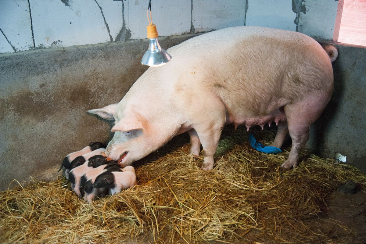 Cloned Jinhua Pigs Born In Dongyang