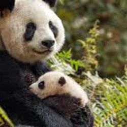 A panda mother and her baby are among the subjects of Disneynature's latest Earth Day documentary, "Born in China," now on Blu-ray, DVD and video-streaming sites.