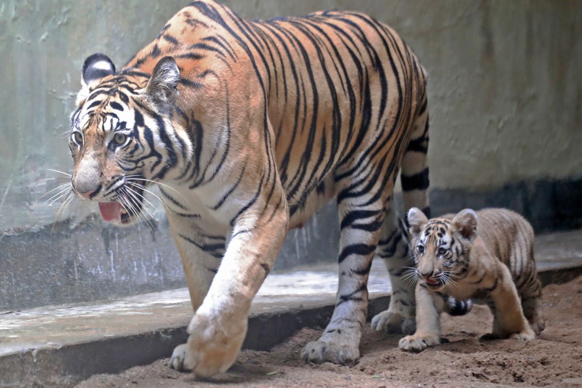 Newborn Bengal Tigers ‘Durjoy And Avantika’ At National Zoo