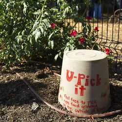 A U-Pick section is seen at the Liberty Wells Community Garden on 1700 South and 700 East in Salt Lake City on Tuesday, Aug. 30, 2016. The community garden provides plots for 44 gardeners.