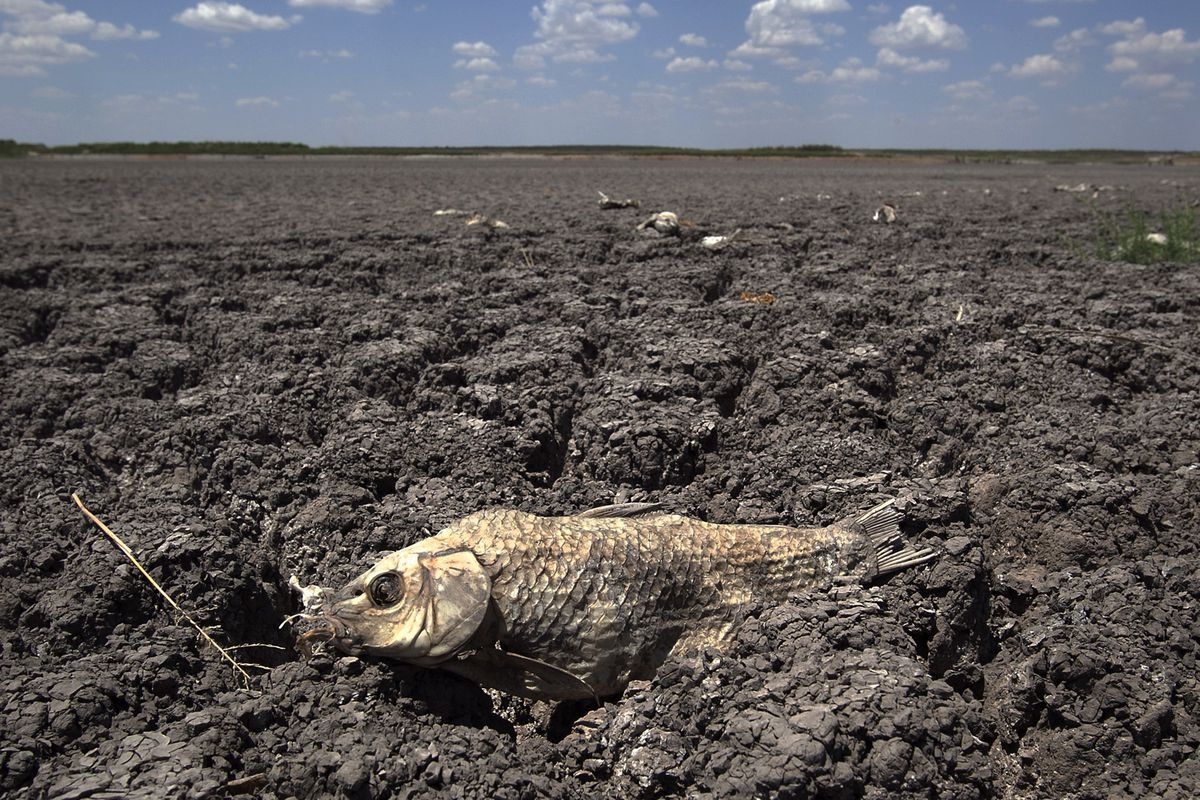 In this Wednesday, Aug. 3, 2011 file photo, the remains of a carp are seen on the dry lake bed of O.C. Fisher Lake in San Angelo, Texas. 