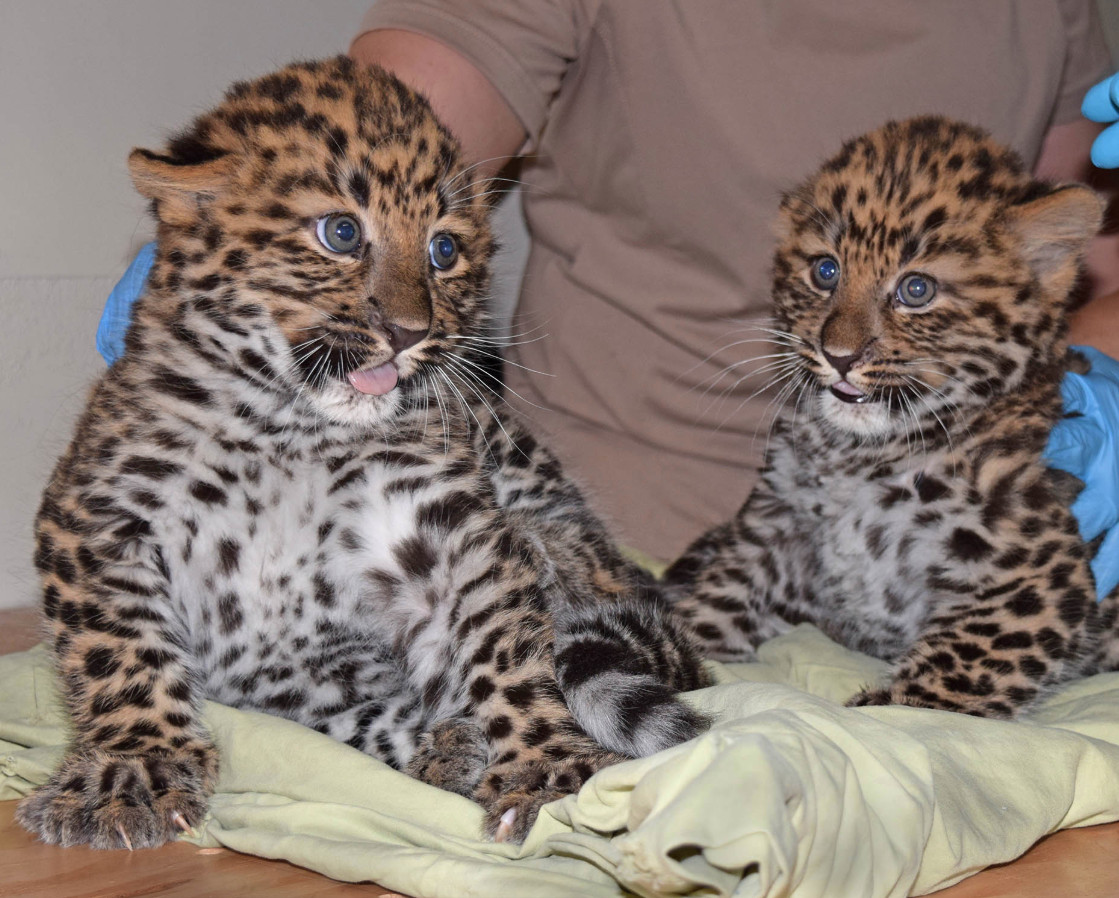 Brookfield Zoo announced the birth of two male Amur leopard cubs on Thursday afternoon. | Brookfield Zoo