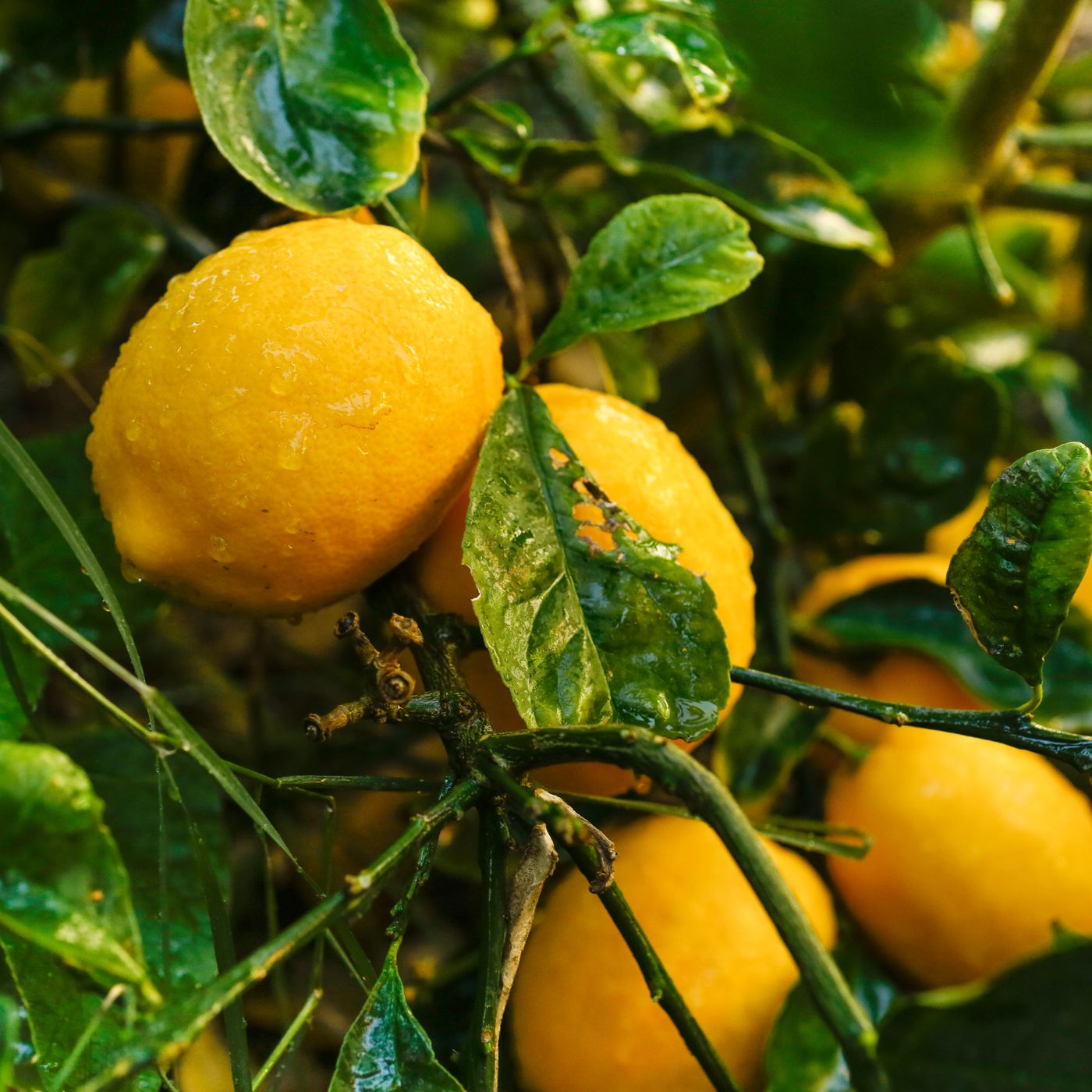 Arbre qui produit des fruits jaunes et oranges à l'automne