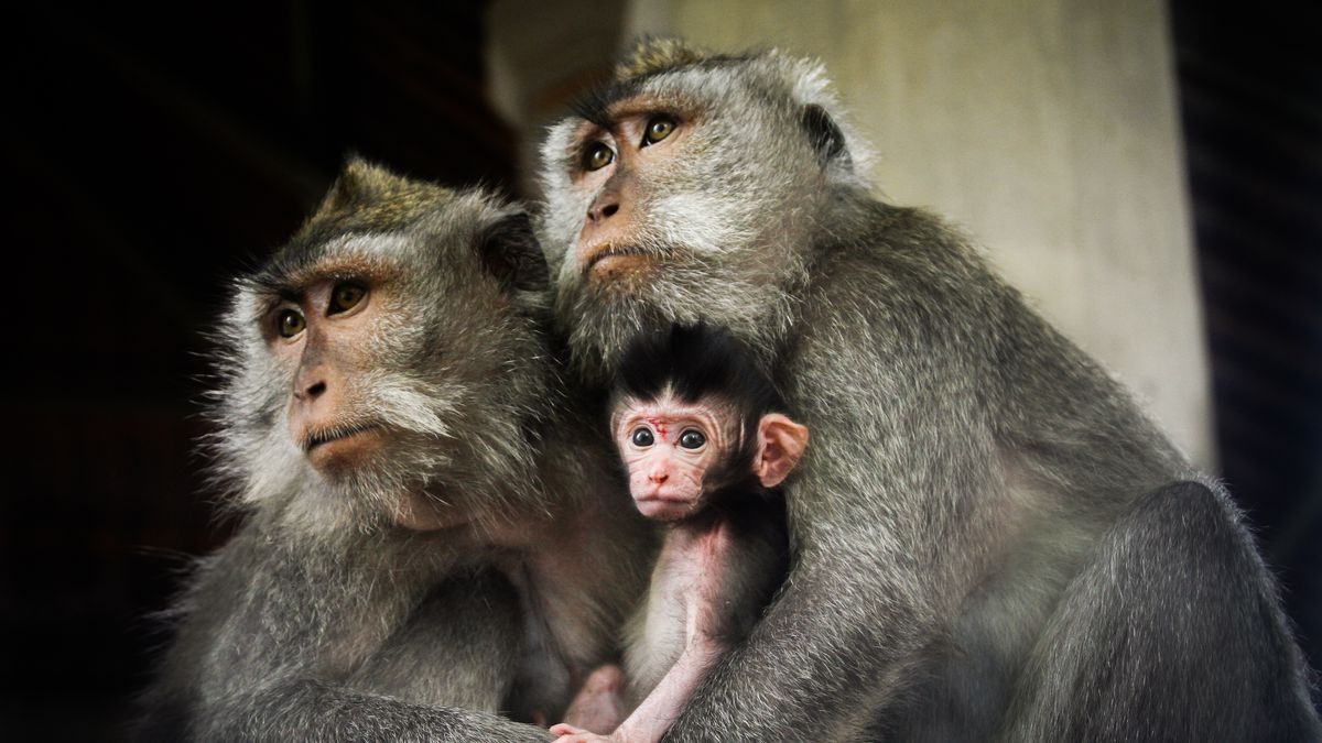Two adult macaques hold a baby macaque and look into the distance.