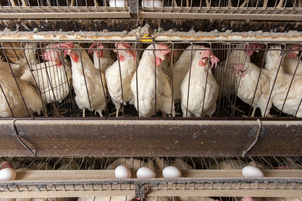 Chickens in cages at a conventional egg production farm.