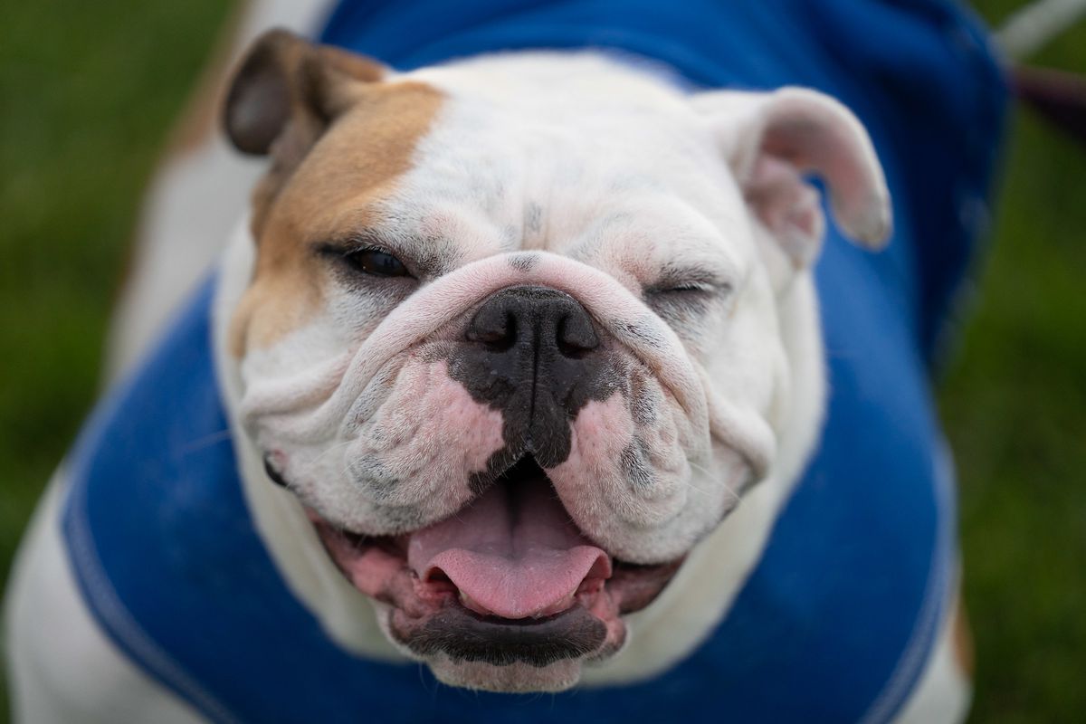 Close-up of a white bulldog with a light brown patch on its right eye and ear. Its face is very wrinkly and its mouth is open, with tongue slightly sticking out.
