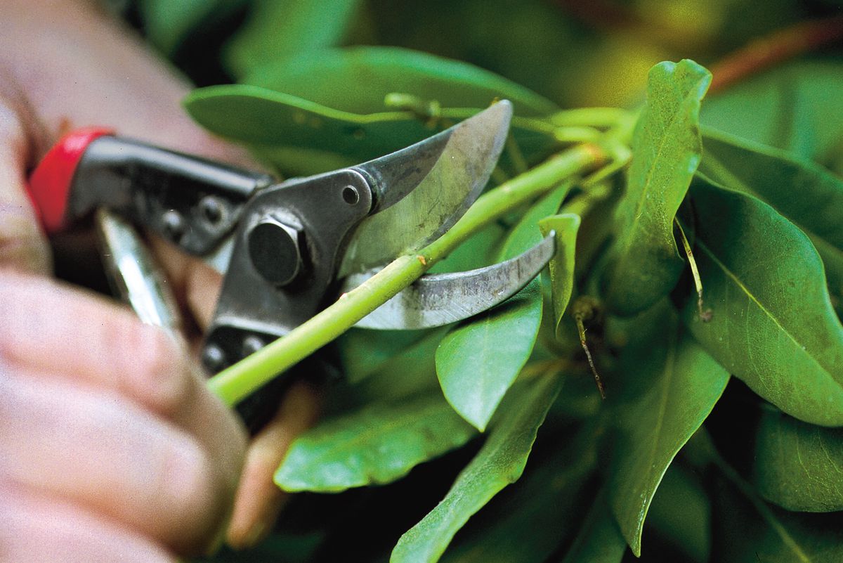 Pruning shears about to trim a shrub
