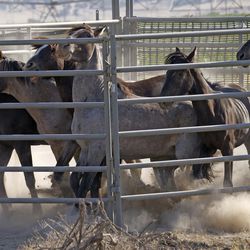 FILE - In this July 18, 2018, file photo, wild horses are held in a temporary pen after being rounded up the night before due to insufficient water to sustain them, in a desert area near Salt Lake City. The U.S. government is seeking new pastures for thousands of wild horses that have overpopulated Western ranges. Landowners interested in hosting large numbers of rounded-up wild horses on their property can now apply with the U.S. Bureau of Land Management. (AP Photo/Rick Bowmer, File)