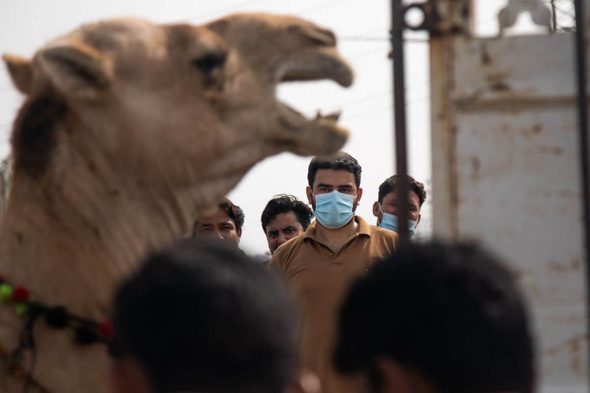 Cattle Yards Draw Huge Crowds On Eve Of Eid al-Adha