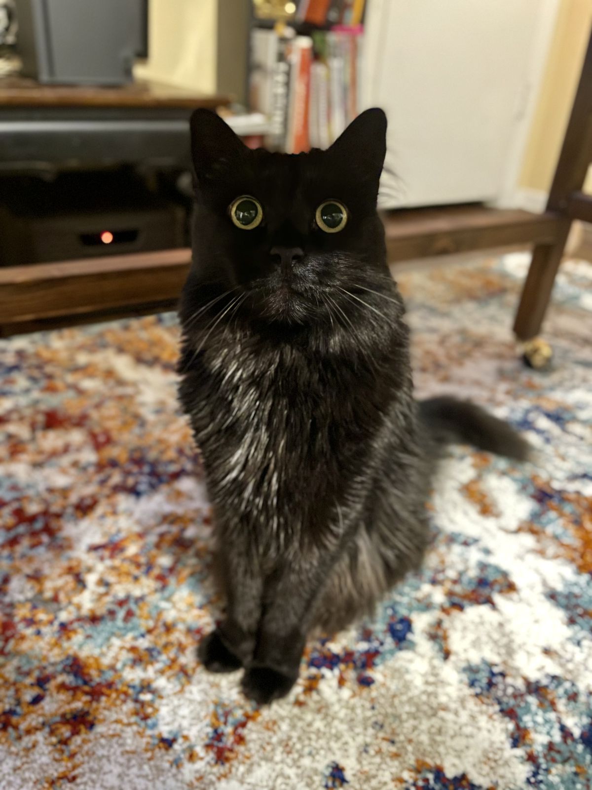 A black cat standing in a living room with a carpet on the floor.
