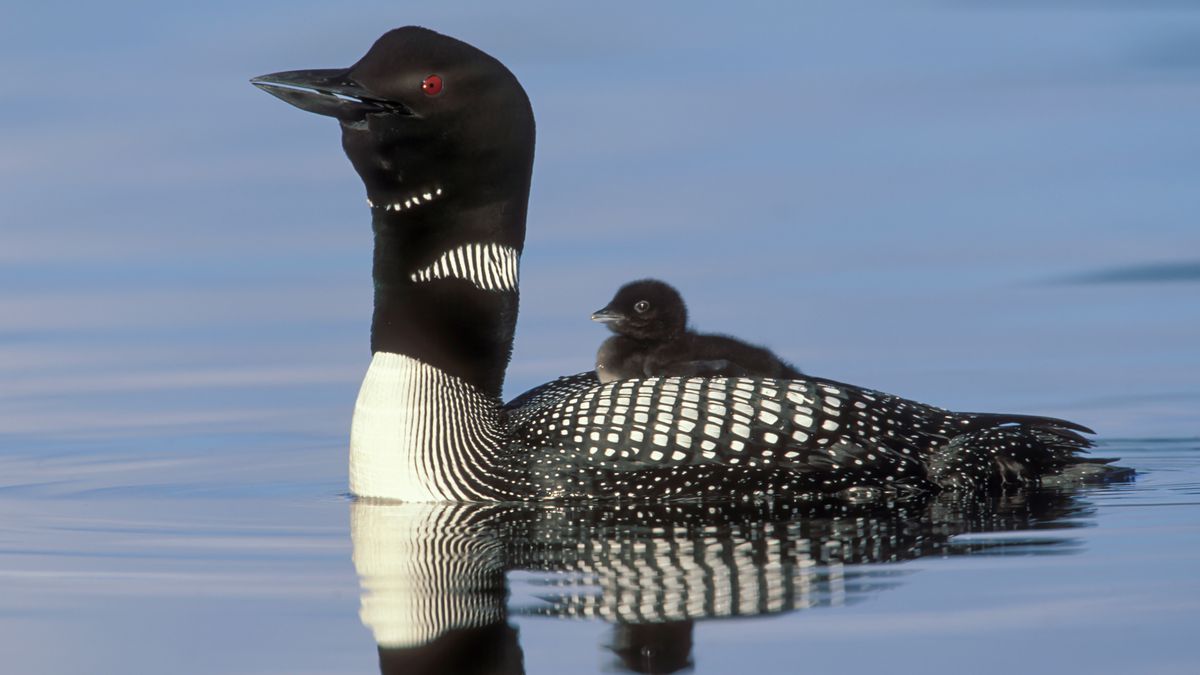 A common loon with her chick on her back