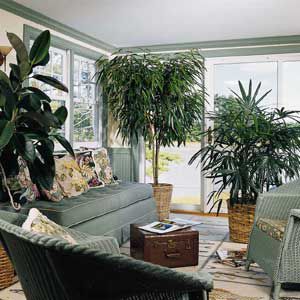 <p>Houseplants for bright, indirect light include (from left to right) a rubber tree, a Ficus alii and a lady palm. Their large size makes a bold statement, and the woven baskets also provide lots of texture.</p>