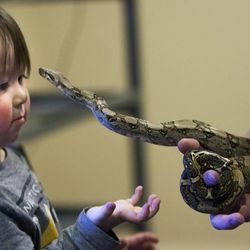 Caiden Cobb admires one of his father's snakes. Thomas Cobb shows off several of his exotic reptiles Friday, April 26, 2013 that he keeps in a special basement room of his home in Cottonwood Heights.
