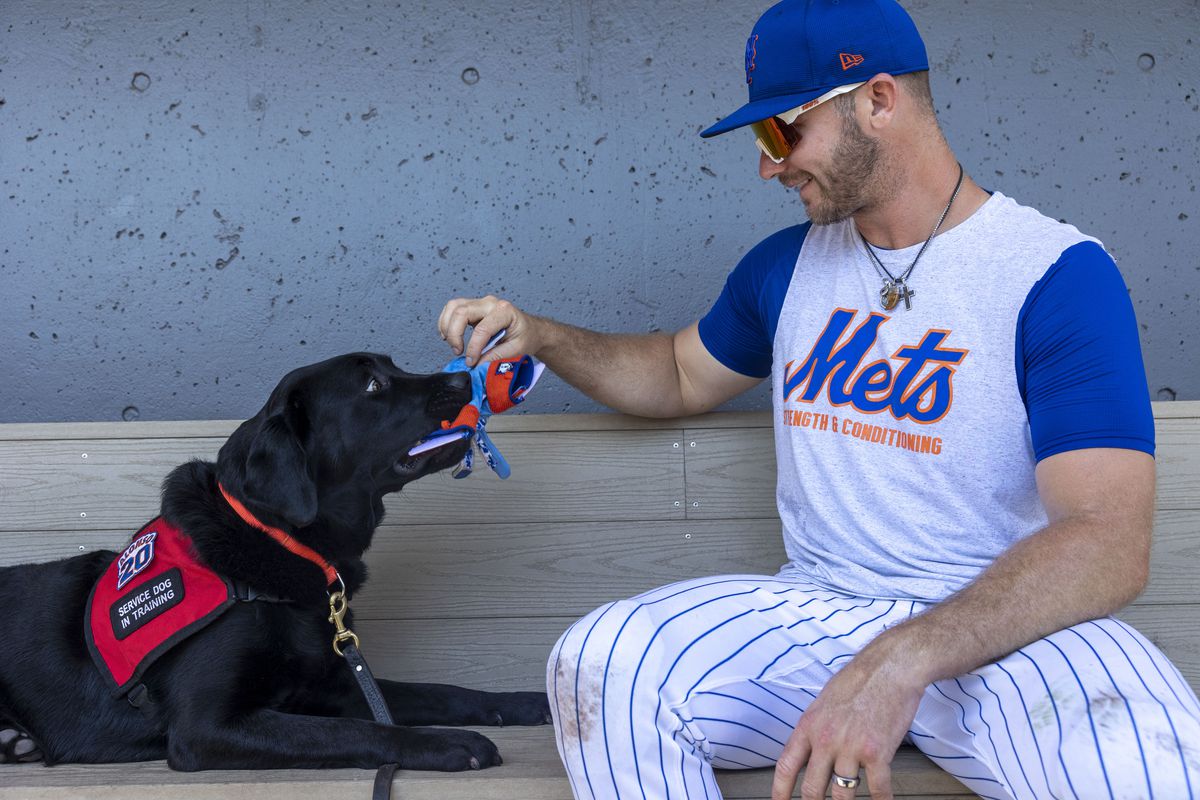 New York Mets Pete Alonso plays with Labrador retriever undergoing training for service assistance for a veteran
