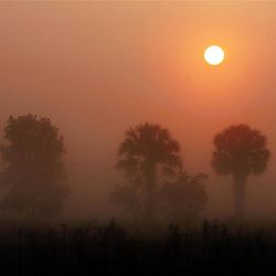 A foggy sunrise at Deseret Ranches of Florida, Thursday, May 12, 2011. 