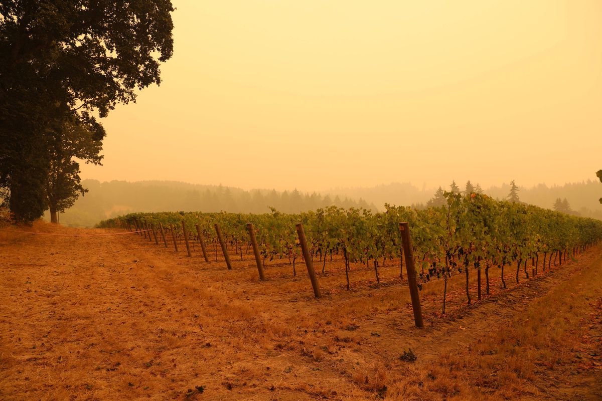 Hazy skies hang over a vineyard in wine country