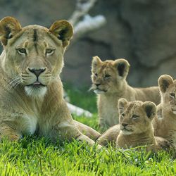 Nabu sits with her three new baby lion cubs during their first day out for the public's viewing at Hogle Zoo in Salt Lake City on Monday, May 16, 2016.