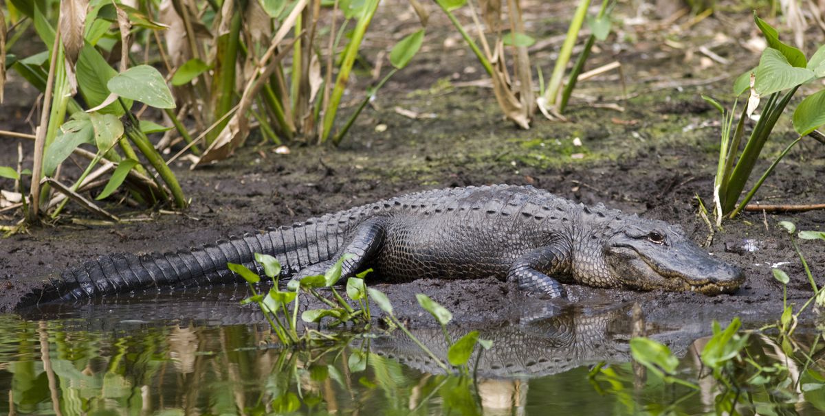 An alligator lounges in the mud next to a body of water. It looks cute and kind of sleepy.