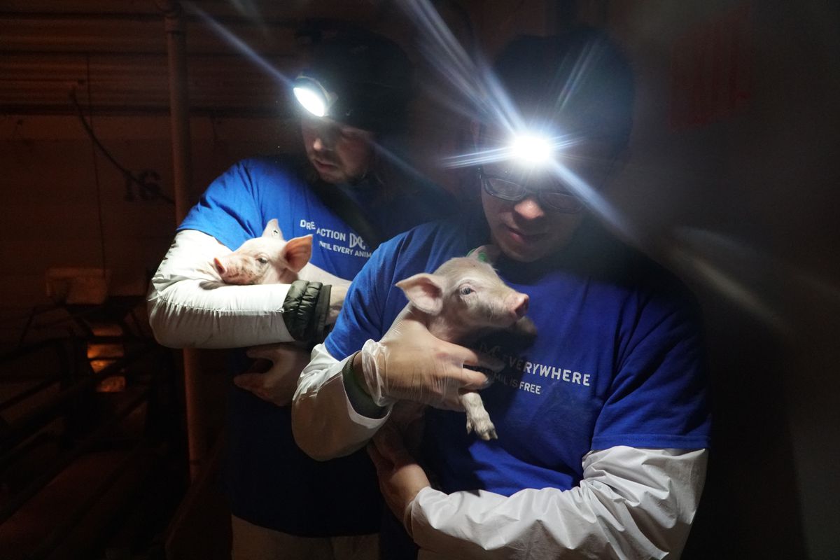 Two activists in the dark with headlamps each cradle a small piglet.