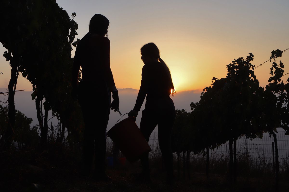Israeli Wine Grape Harvest Begins Under Intense Summer Heat