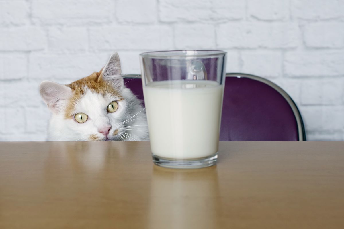 A cat looking at a glass of milk
