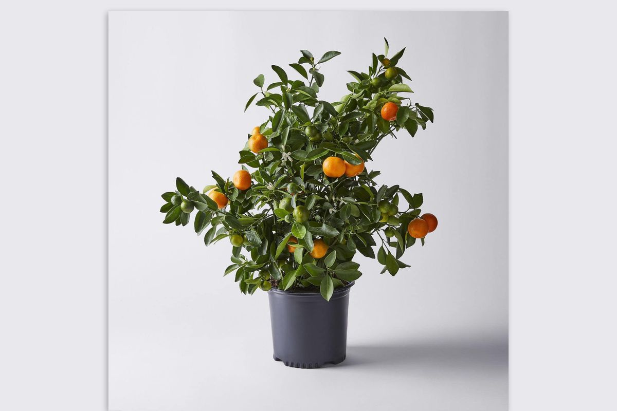 A picture showing a Calamondin citrus plant in a black, plastic planter. The plant is clad in green leaves, small ripening green fruits, and fully developed orange-colored fruits.