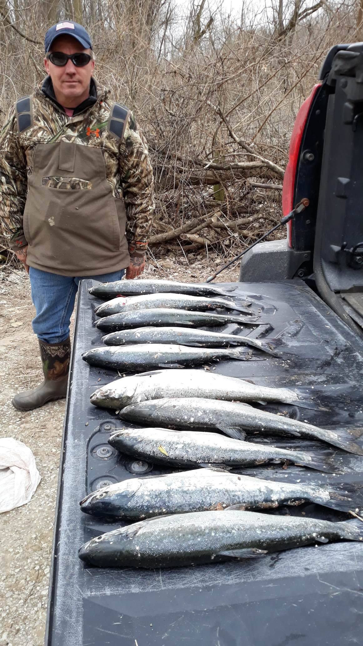 March coho in Indiana.<br>Provided by David Martin Repya.