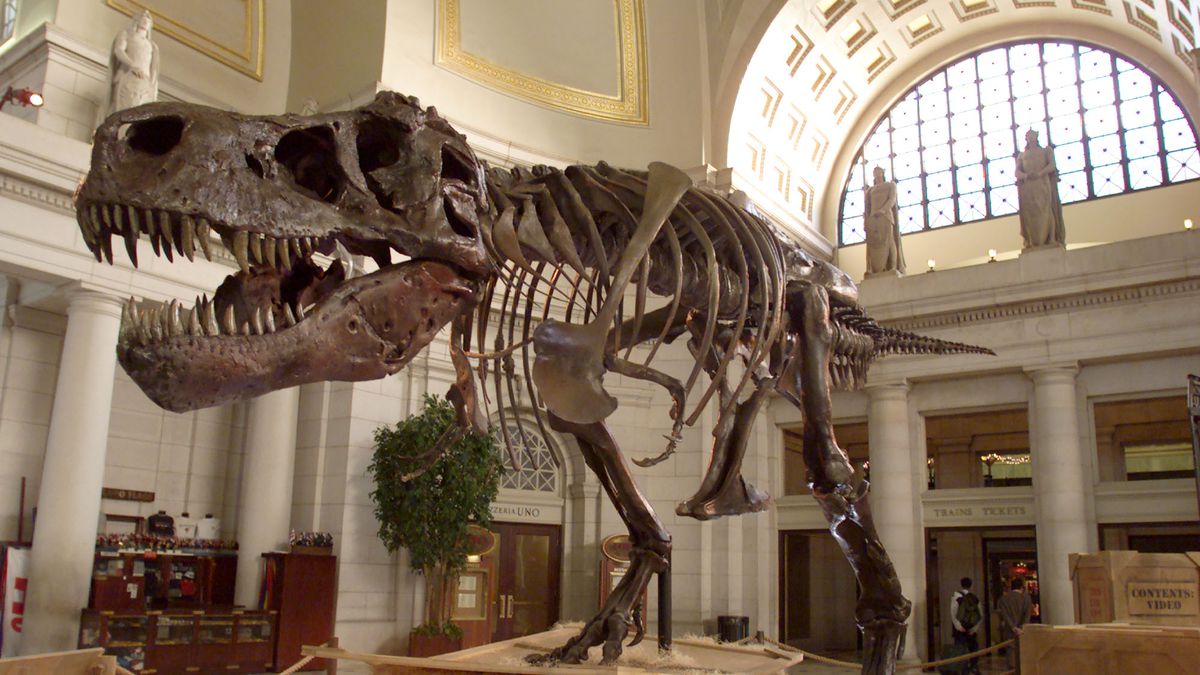 A Tyrannosaurus rex skeleton standing in a natural history museum atrium.