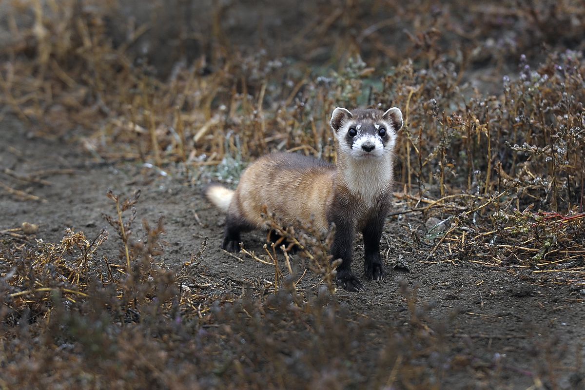 A black-footed ferret, standing on a scrubby path and looking at the camera.