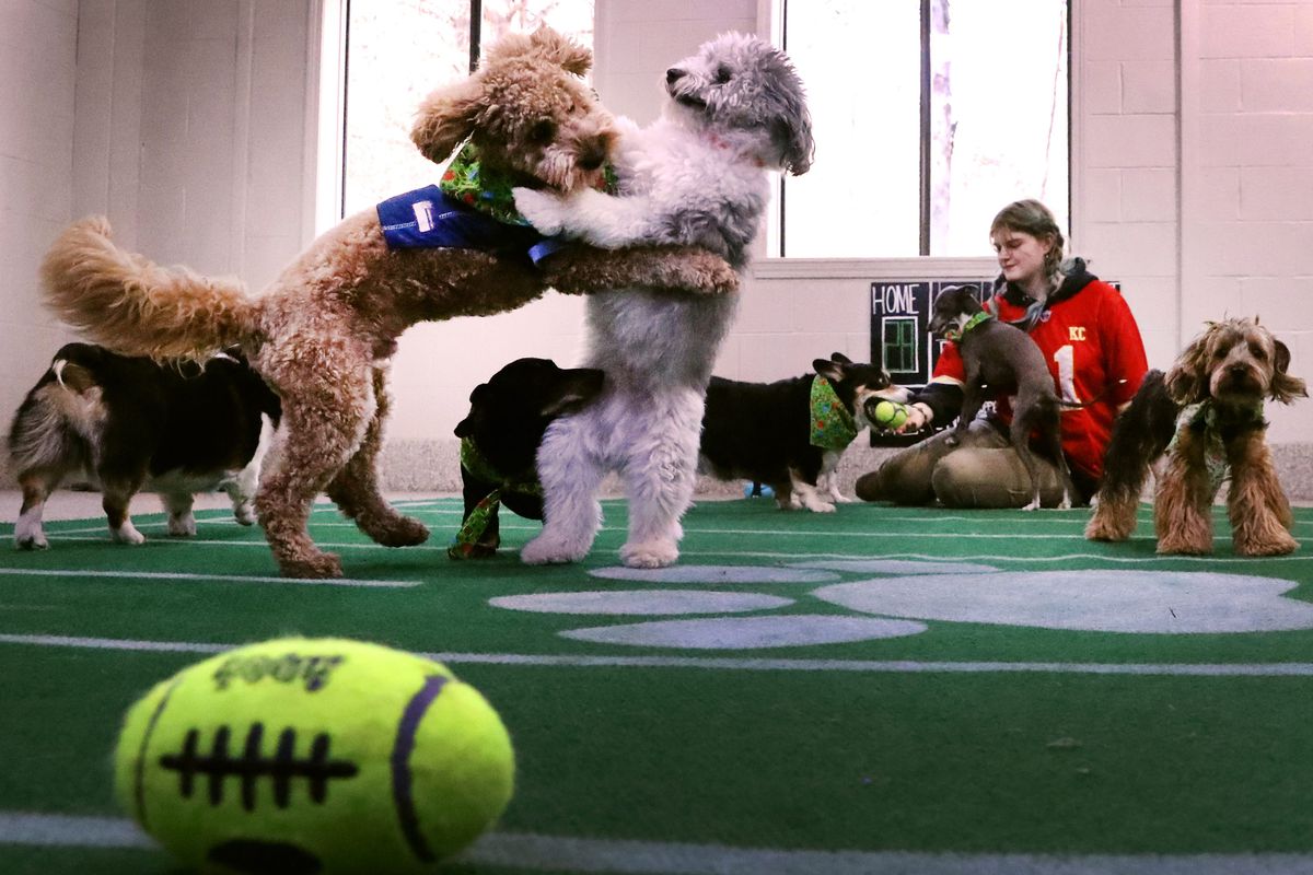 Archie, left tackles Jax as they play together as Camp Counselor G Haley throws a football for other dogs to chase during the Safari Pet Resort’s Annual Super Puppy Bowl