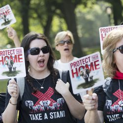 Animal rights activist chant slogans in support of the ivory crush, Thursday, Aug. 3, 2017, in New York's Central Park. The New York State Department of Environmental Conservation destroyed illegal ivory confiscated through state enforcement efforts over the last two years. (AP Photo/Mary Altaffer)