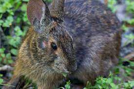 Swamp rabbits, which are bigger than the eastern cottontail and have a cinnamon-colored ring around their eyes, are found in southern Illinois. Credit: Friends of the Cache River Watershed
