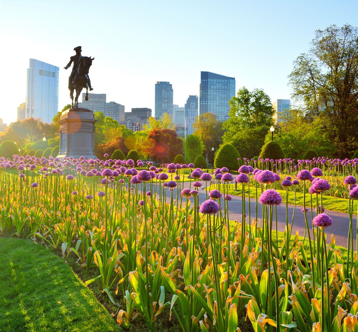 A tall statue of a man on a horse amid purple flowers in downtown Boston. In the distance is a city skyline with many tall buildings. 