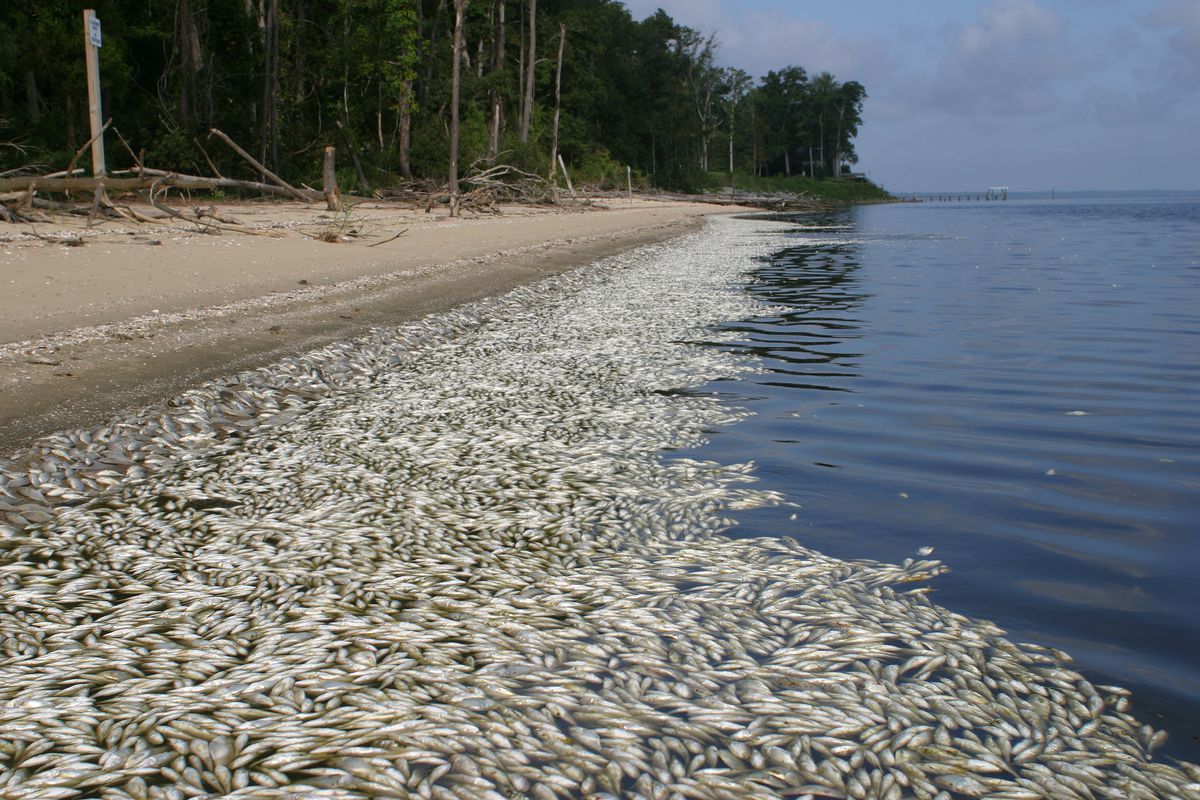 Along a stretch of sand beach backed by pine forests, hundreds of dead fish are washed up or floating at the shoreline.