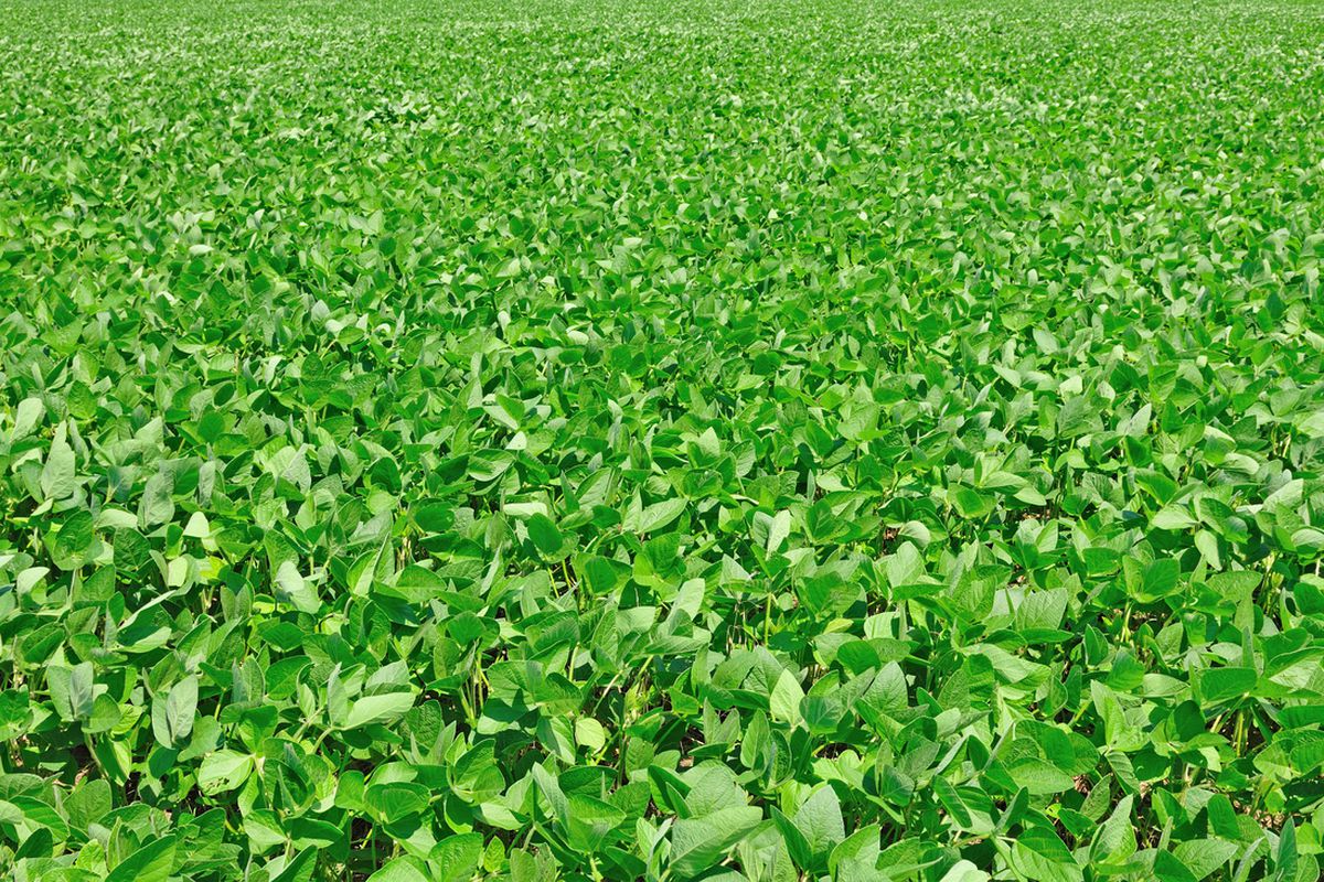 soybean field (press image)