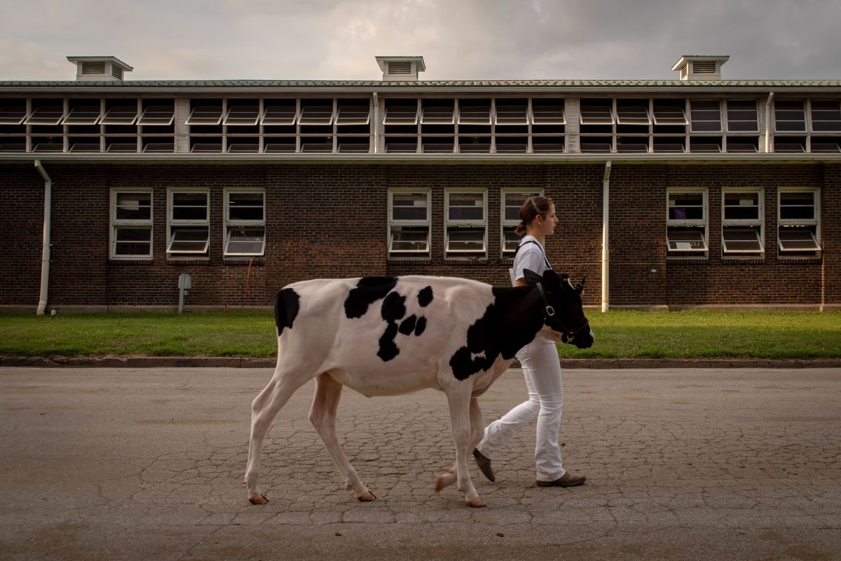 A young person walks a cow down a street with a low red brick building in the background.