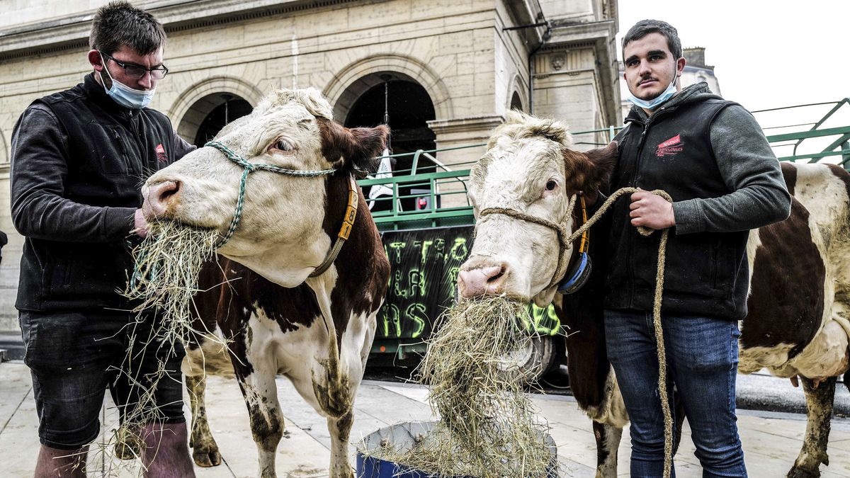 Two farmers hold the halter ropes on two cows eating hay on a city street.