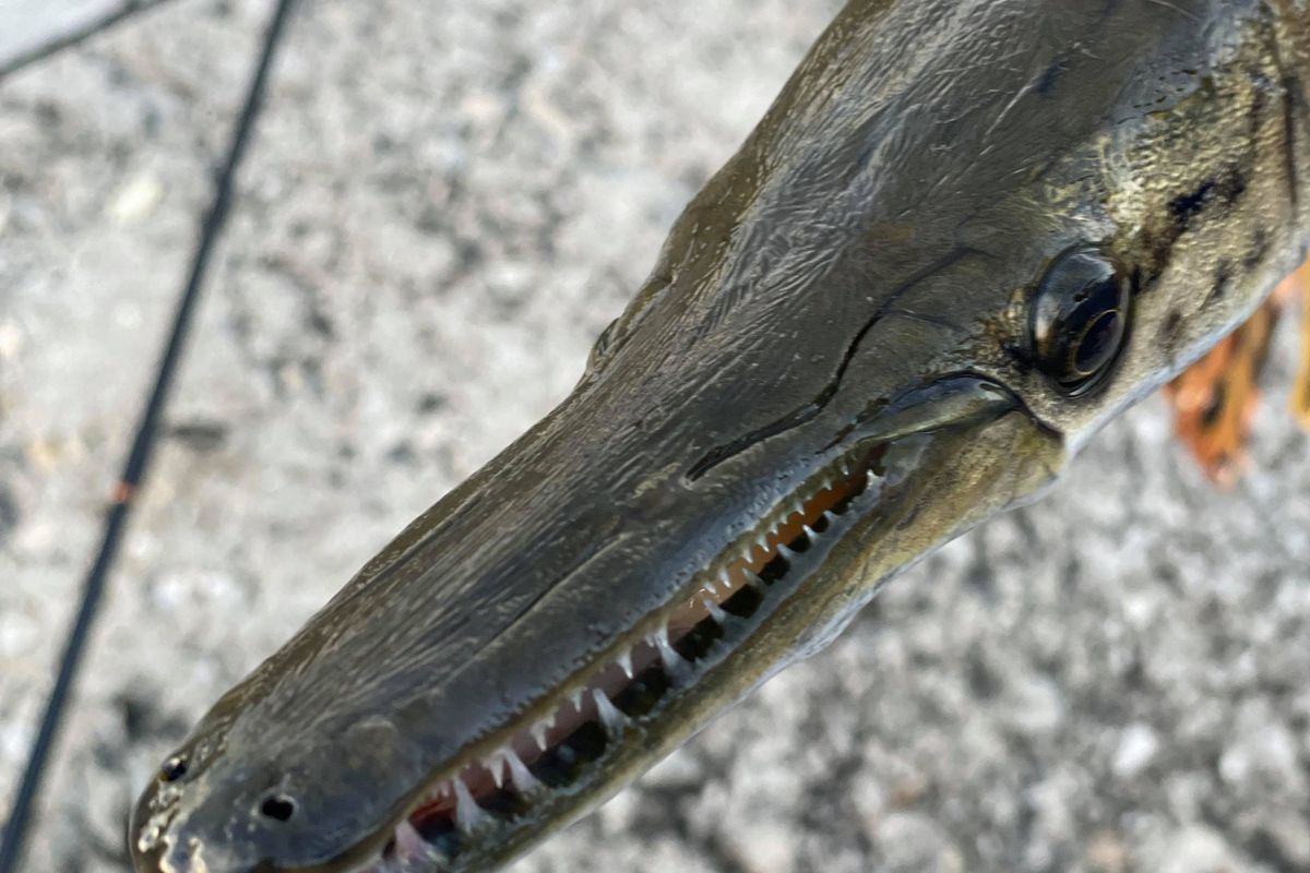 A close look at a juvenile alligator gar caught from the DuPage River. Credit: Jon Reith