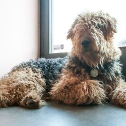 Oscar the Airedale at Aggregate Supply. Photos by <a href="http://www.patriciachangphotography.com">Patricia Chang</a>