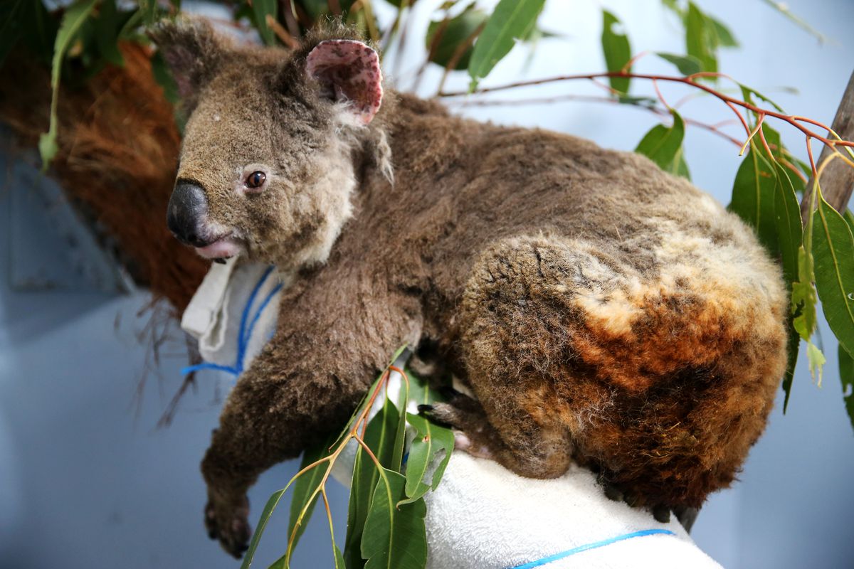 How Many Animals Died In Australia Fires 1 Billion Experts Estimate Vox
