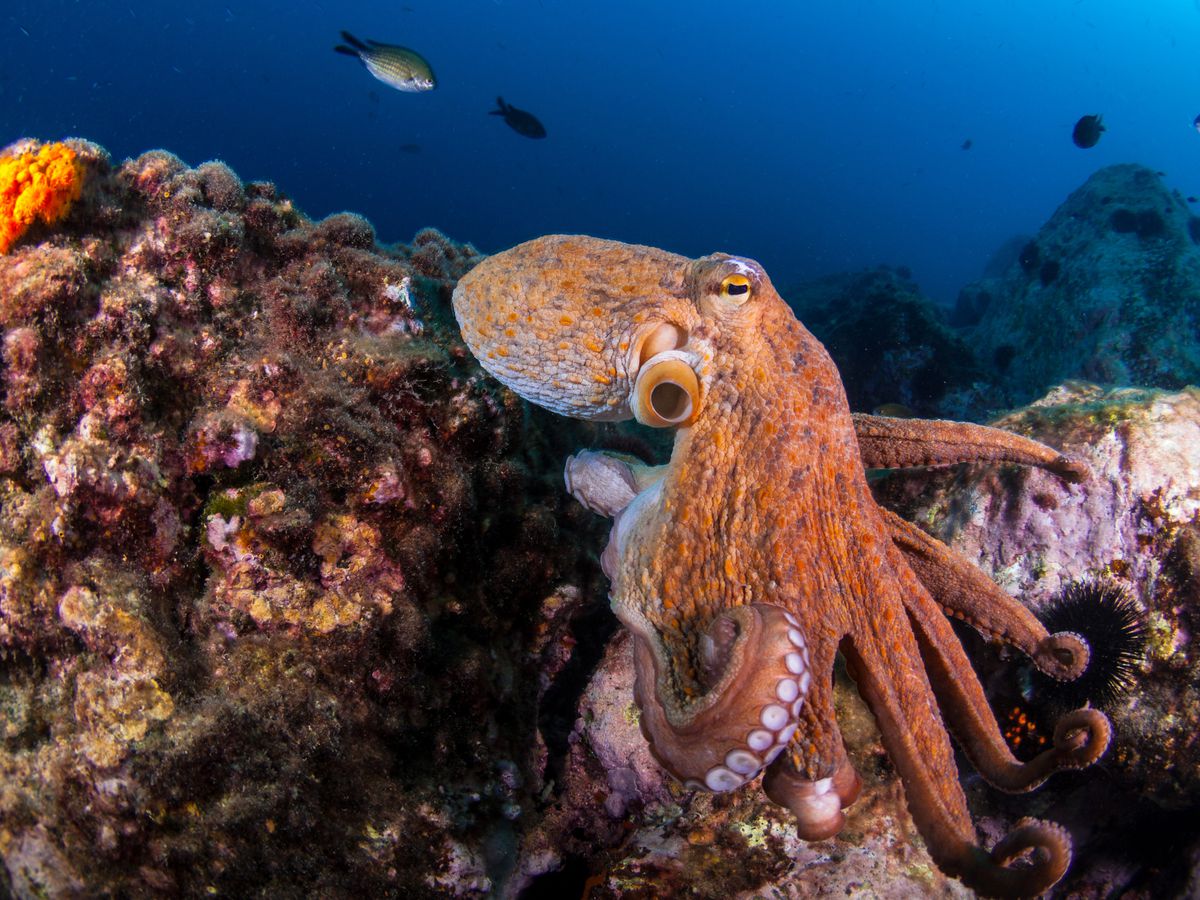 A large orange octopus swimming near rocks in the ocean.