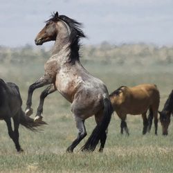 FILE - In this July 18, 2018, file photo, a wild horse jumps among others near Salt Lake City. The U.S. government is seeking new pastures for thousands of wild horses that have overpopulated Western ranges. Landowners interested in hosting large numbers of rounded-up wild horses on their property can now apply with the U.S. Bureau of Land Management. (AP Photo/Rick Bowmer, File)