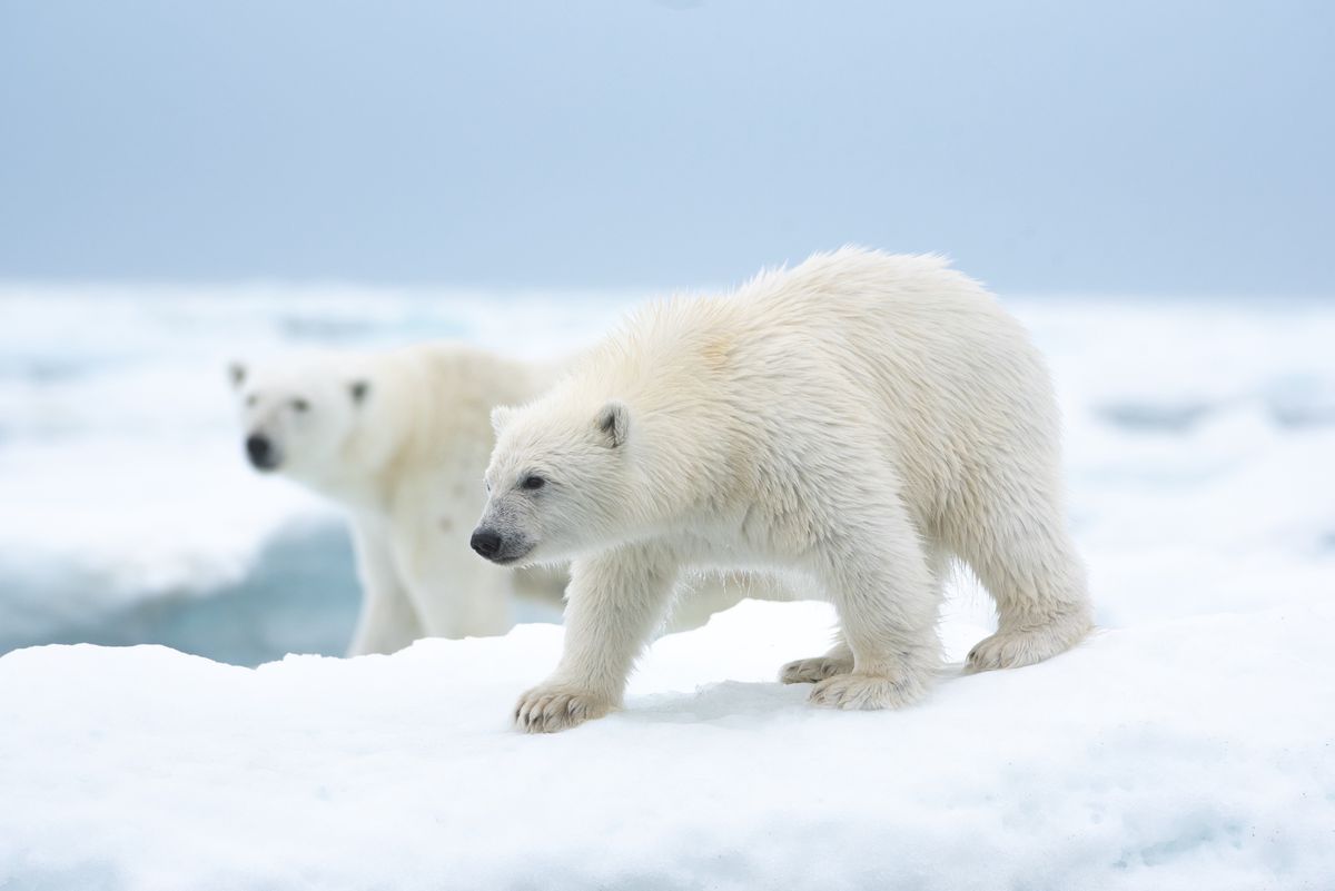 Two polar bears in the Disneynature documentary Polar Bear.