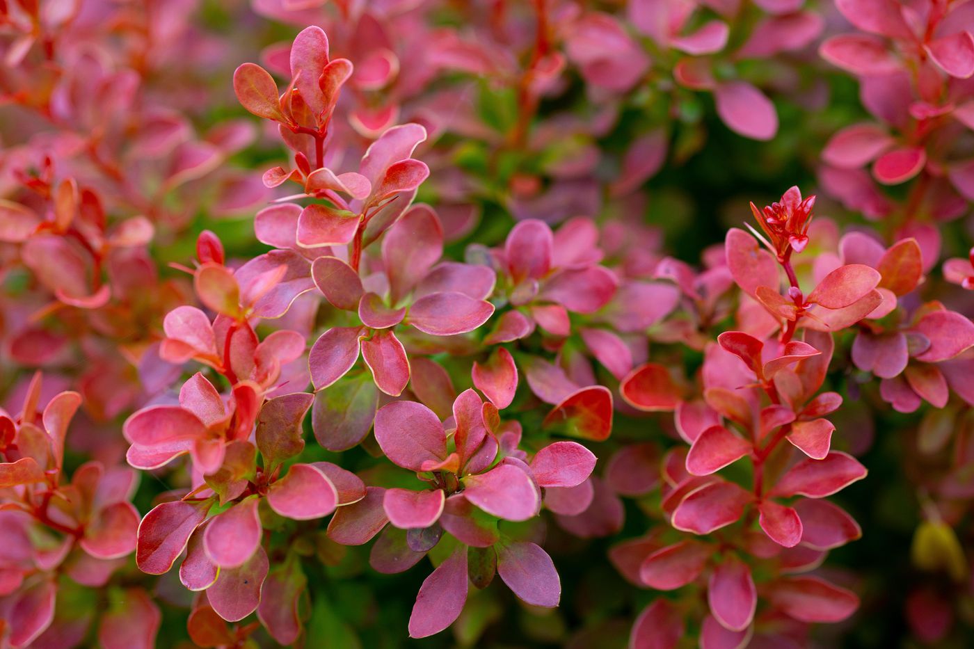 20 Low Maintenance Shrubs   This Old House