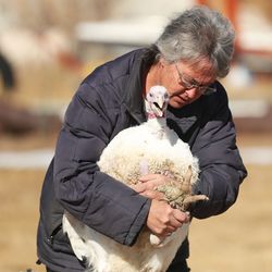 Linda Batty evaluates a foot injury on a turkey at her farm in Vernal on Wednesday, Feb. 10, 2021. The farm, which she and husband Dale call the Old Home Place, has been worked by their family for three generations.