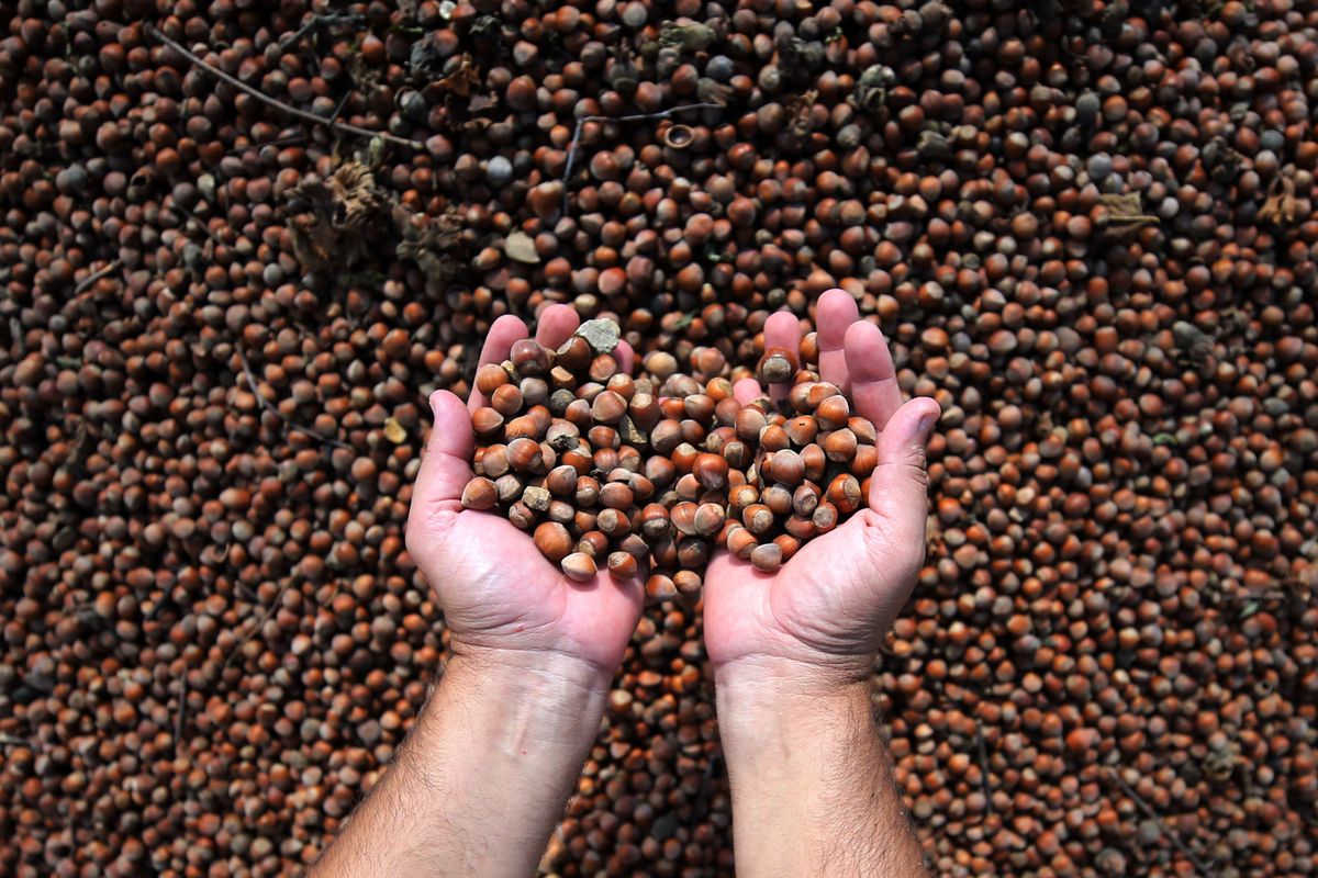 hands holding hazelnuts during harvest