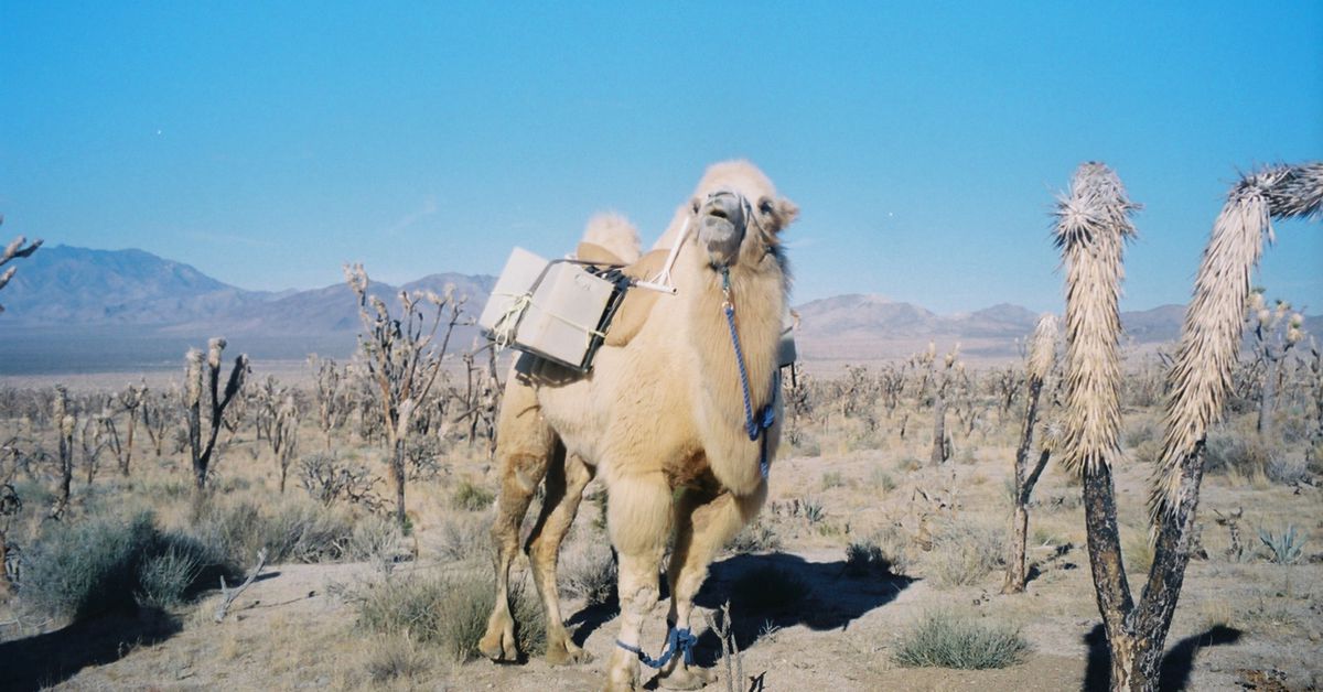 Joshua Tree National Park is using camels to help save the famous Joshua Tree