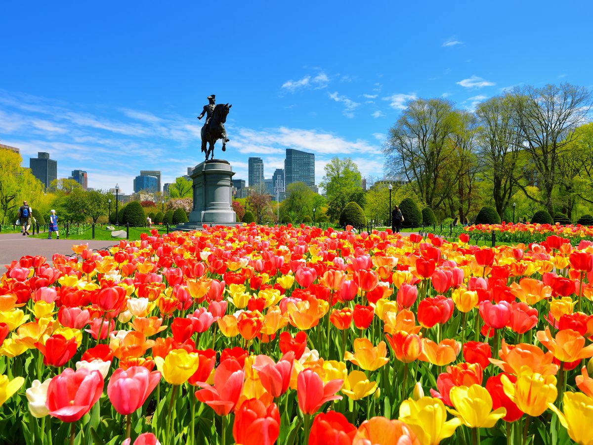 A large statue of a man on horseback is in the background and in the foreground are colorful flowers. 